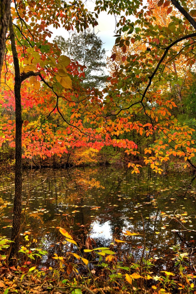 pond