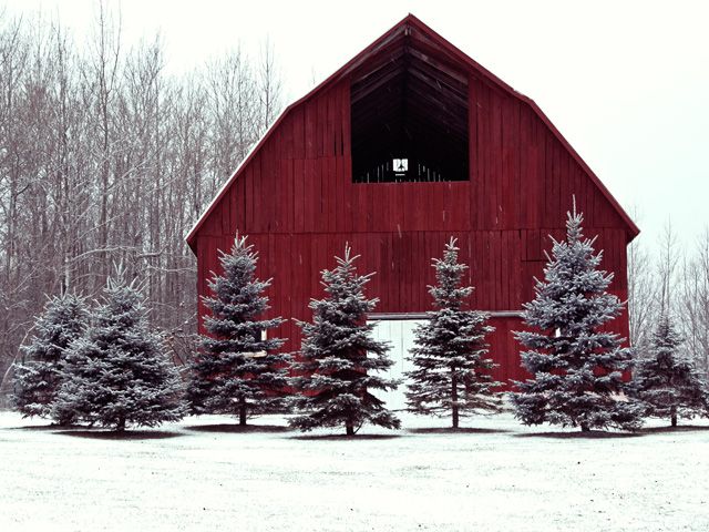 How To Decorate Your Barn for the Holidays - Image